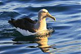 Salvin's Albatross